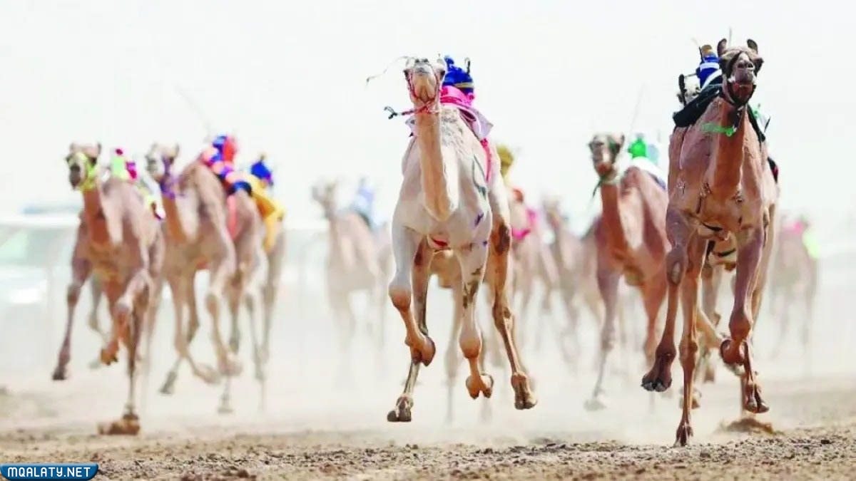 مهرجان ولي العهد للهجن 2023