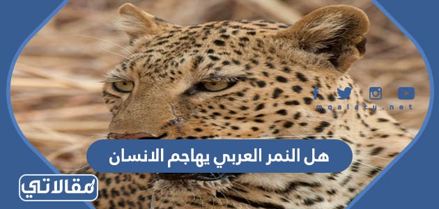 هل النمر العربي يهاجم الانسان