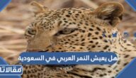 هل يعيش النمر العربي في السعودية
