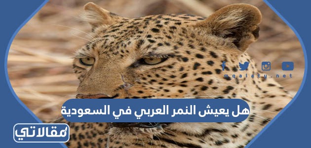 هل يعيش النمر العربي في السعودية