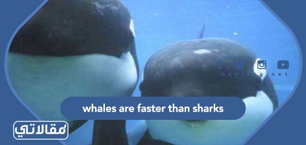 whales are faster than sharks
