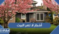 أشجار لا تضر البيت