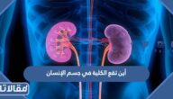 أين تقع الكلية في جسم الإنسان بالصور