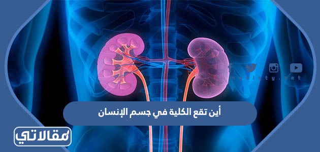 أين تقع الكلية في جسم الإنسان