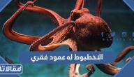 الاخطبوط له عمود فقري صح ام خطا