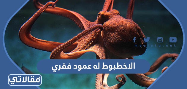 الاخطبوط له عمود فقري صح ام خطا