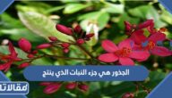 الجذور هي جزء النبات الذي ينتج الازهار صح ام خطأ