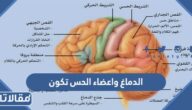 الدماغ واعضاء الحس تكون