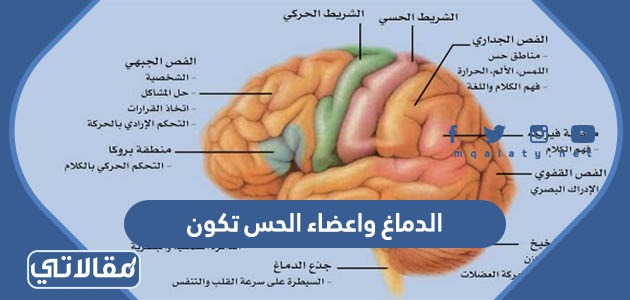 الدماغ واعضاء الحس تكون
