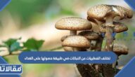 تختلف الفطريات عن النباتات في طريقة حصولها على الغذاء