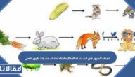 تصنف الطيور في السلسله الغذائيه ادناه اعشاب حشرات طيور افعى