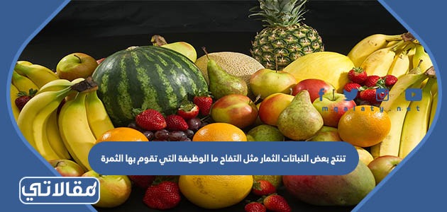 تنتج بعض النباتات الثمار مثل التفاح ما الوظيفة التي تقوم بها الثمرة