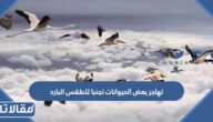 تهاجر بعض الحيوانات تجنبا للطقس البارد
