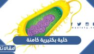 خلية بكتيرية كامنة