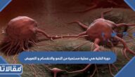 دورة الخلية هي عملية مستمرة من النمو والانقسام و التعويض