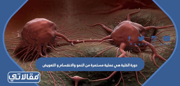 دورة الخلية هي عملية مستمرة من النمو والانقسام و التعويض