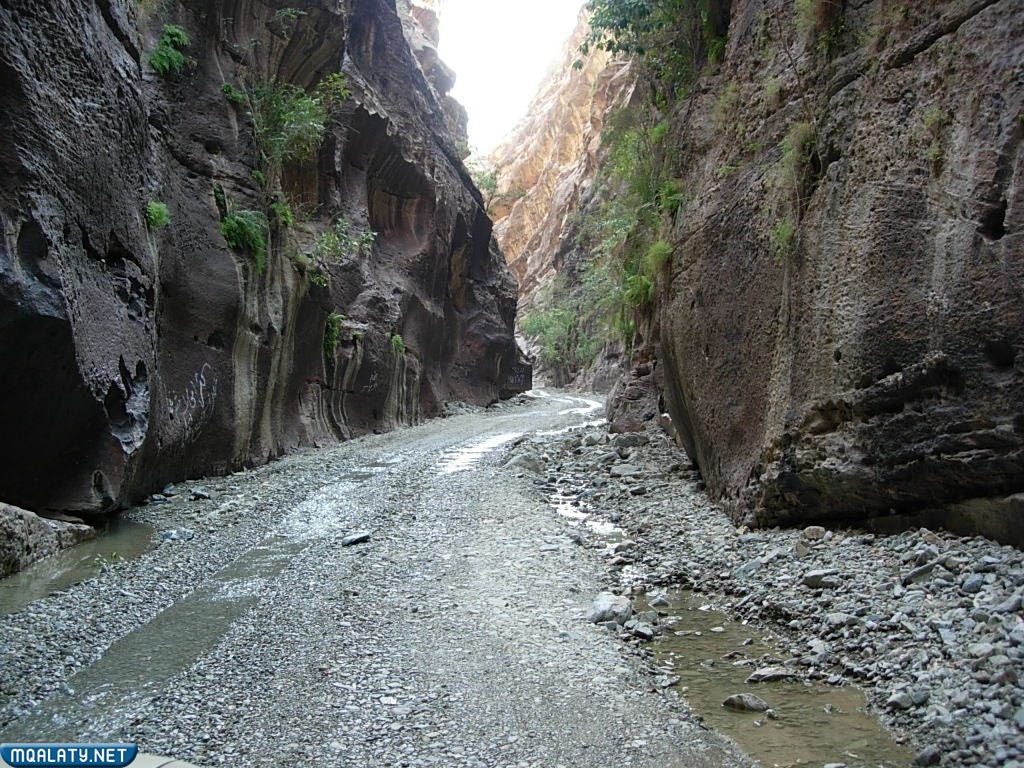 شراء العسل الجبلي