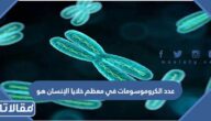 عدد الكروموسومات في معظم خلايا الإنسان هو