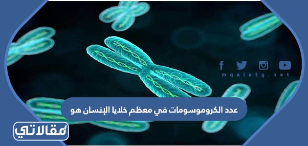 عدد الكروموسومات في معظم خلايا الإنسان هو