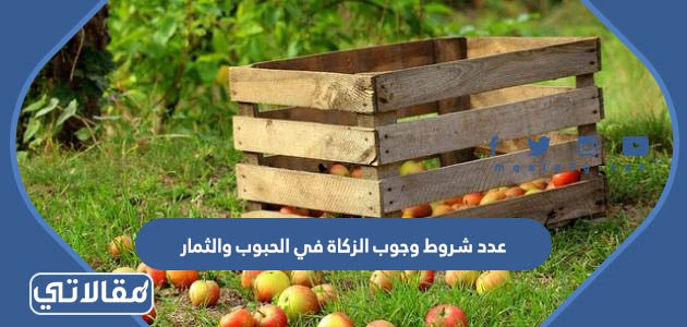 عدد شروط وجوب الزكاة في الحبوب والثمار