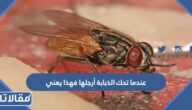 عندما تحك الذبابة أرجلها فهذا يعني