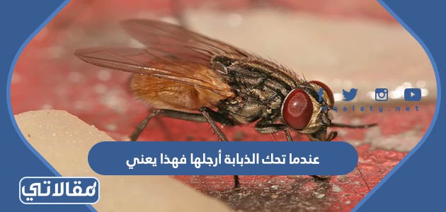 عندما تحك الذبابة أرجلها فهذا يعني