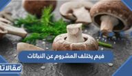 فيم يختلف المشروم عن النباتات