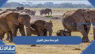 كم مدة حمل الفيل