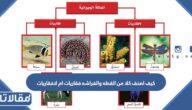كيف اصنف كلا من القطه والفراشه فقاريات ام لافقاريات