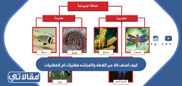 كيف اصنف كلا من القطه والفراشه فقاريات ام لافقاريات