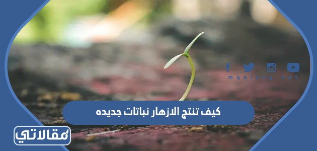 كيف تنتج الازهار نباتات جديده