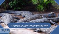 للتماسيح والقواطير قلب مكون من أربع حجرات ؟