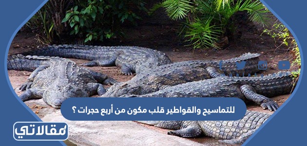 للتماسيح والقواطير قلب مكون من أربع حجرات ؟