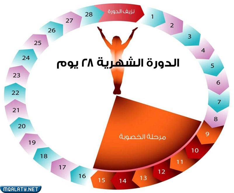 ما هي الدورة الشهرية