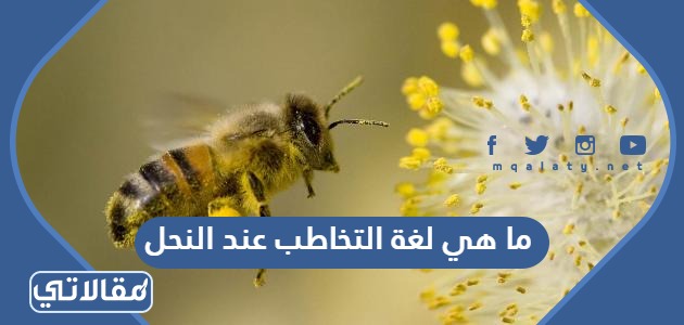 ما هي لغة التخاطب عند النحل