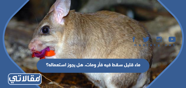 ماء قليل سقط فيه فأر ومات، هل يجوز استعماله؟