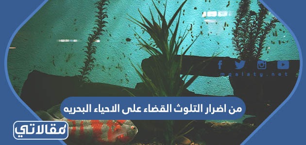 من اضرار التلوث القضاء على الاحياء البحريه