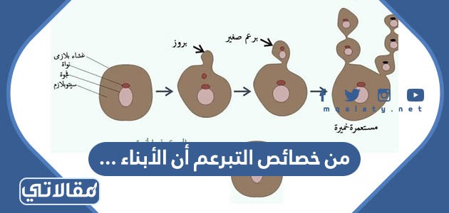 من خصائص التبرعم أن الأبناء …
