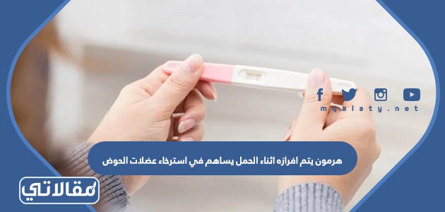 هرمون يتم افرازه اثناء الحمل يساهم في استرخاء عضلات الحوض