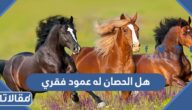 هل الحصان له عمود فقري
