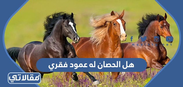 هل الحصان له عمود فقري
