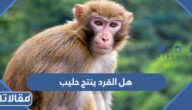هل القرد ينتج حليب