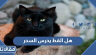 هل القط يحرس السحر