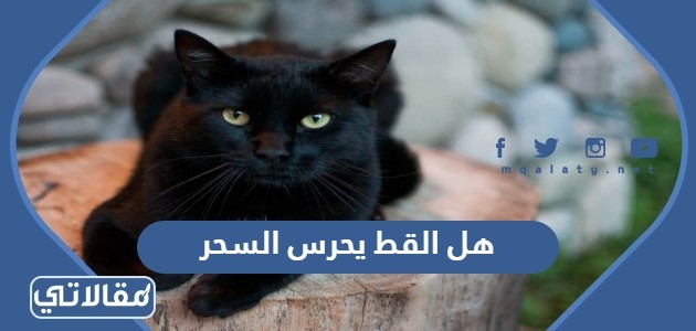 هل القط يحرس السحر