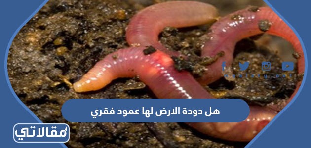 هل دودة الارض لها عمود فقري