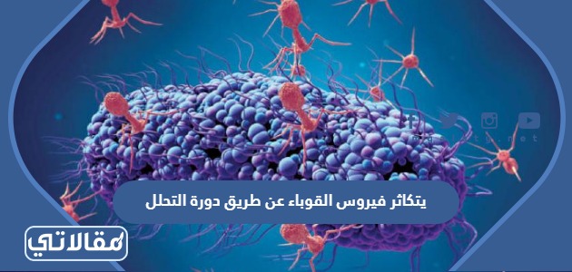 يتكاثر فيروس القوباء عن طريق دورة التحلل، أما فيروس الأنفلونزا فيتضاعف ويتكاثر بالدورة الاندماجية