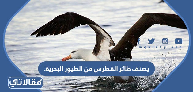 يصنف طائر القطرس من الطيور البحرية.