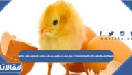 ينمو الجنين الصغير داخل البيضه لمده 21 يوم قبل ان تفقس من اين تحصل الصيصان على غذائها