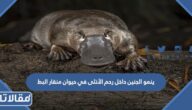 ينمو الجنين داخل رحم الأنثى في حيوان منقار البط