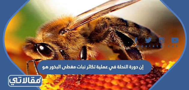 إن دورة النحلة في عملية تكاثر نبات مغطى البذور هو